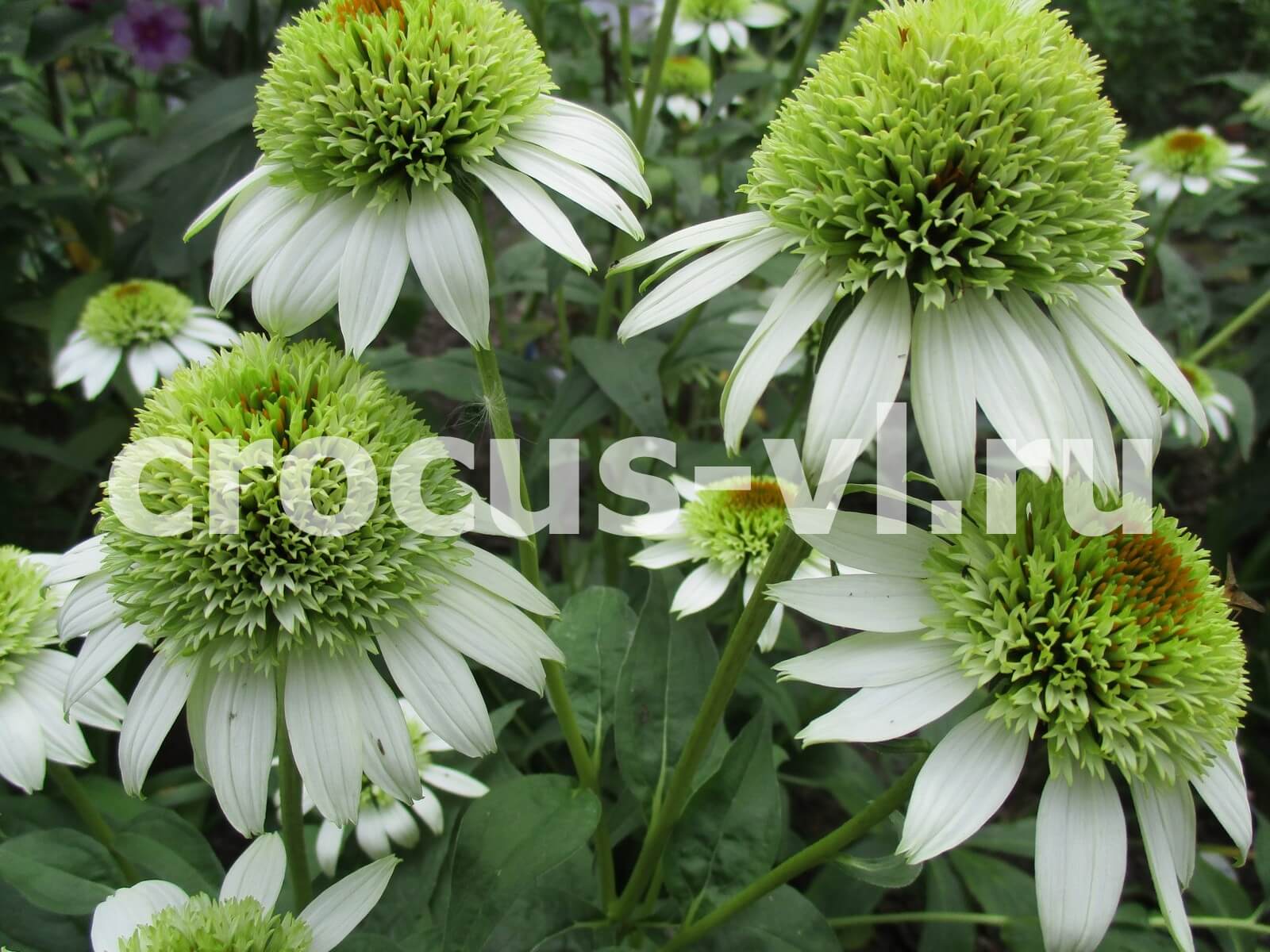 Эхинацея пурпурная «Greenline» Эхинацея пурпурная «Greenline»